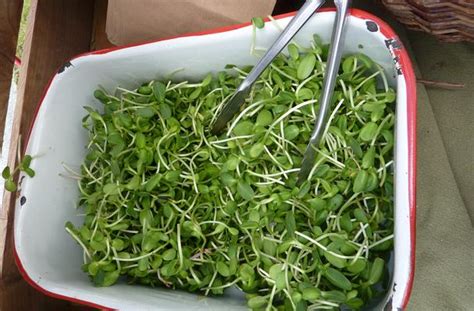 sunflower sprouts recipe